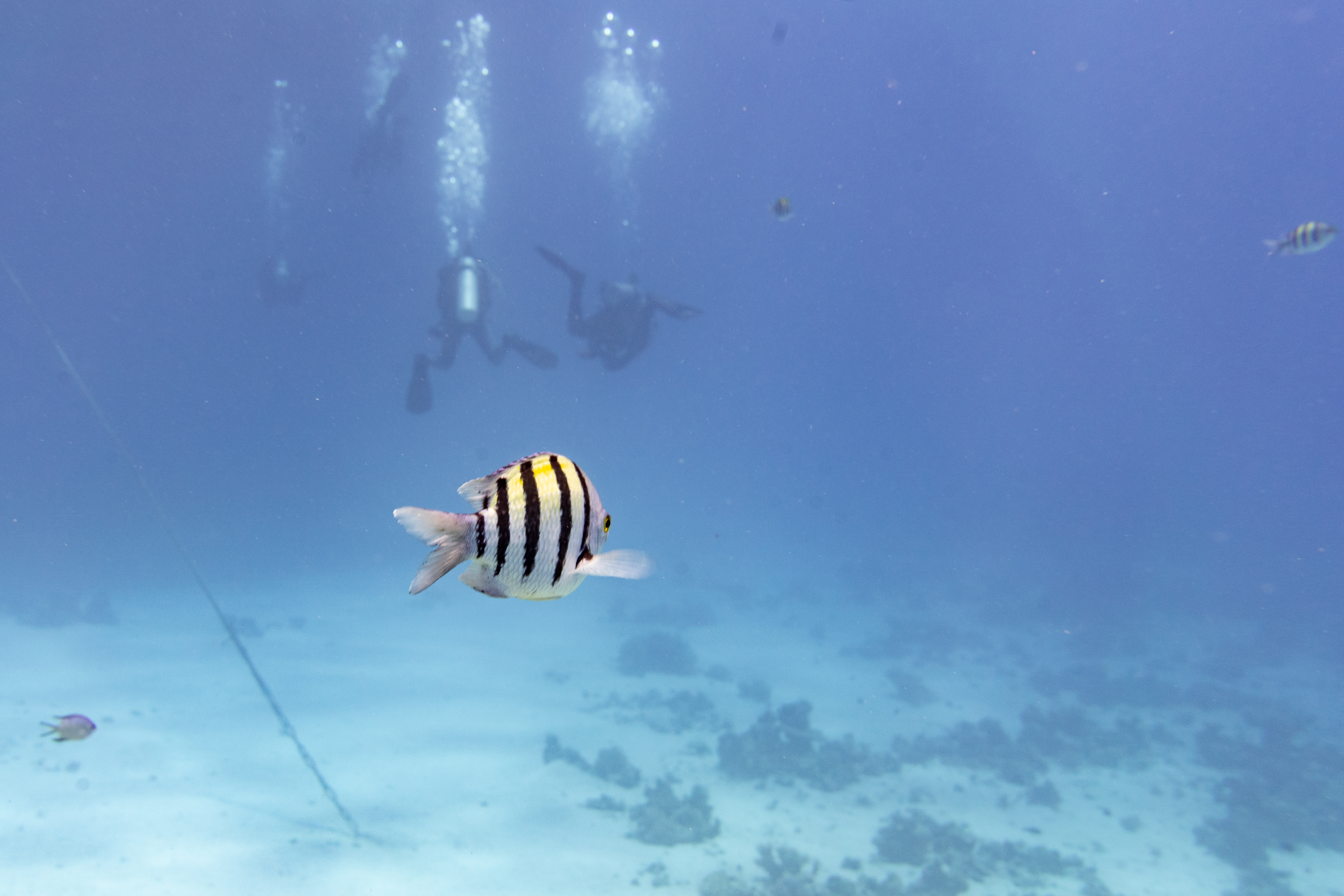 Einsamer Indopazifik-Sergeant